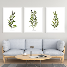 Load image into Gallery viewer, Olive Leaves Watercolour Print 3-Piece Set
